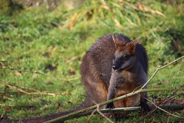 wallaby eating