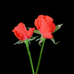 Obraz premium Beautiful red roses isolated on a black background