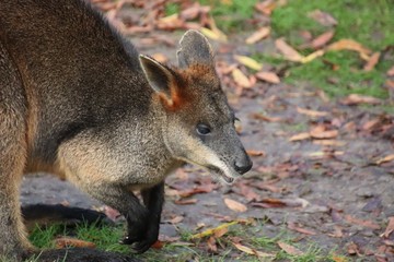 wallaby eating