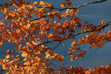 Vibrant,colorful foliage at Lake Chuzenji, scenic lake in the mountains above the town of Nikko.