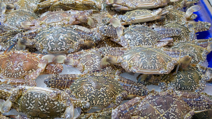 seafood set fish counter snapper row, crab and prawns lie on ice