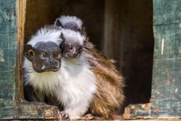 South American Pied tamarin with babies on back