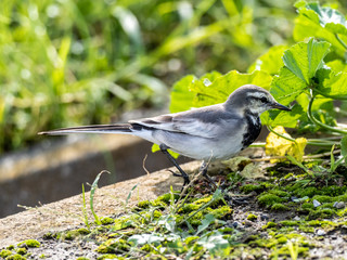 Japanese white wagtail in old rice field 5