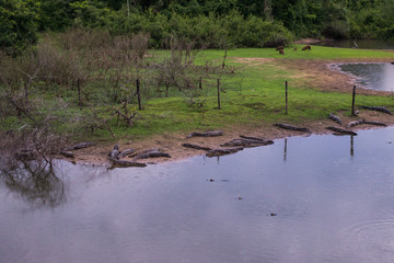 Caimans and capybaras spotted during a Pantanal Safari in Brazil