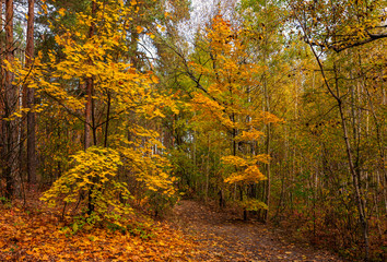 Autumn landscape. Nice sunny day for a nice walk. A beautiful forest decorated with colors of autumn pleases the eye.