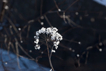 Obraz premium Rime in frosty evening on umbrella plants on black background