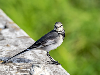Japanese white wagtail in old rice field 10