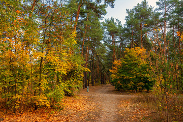 Autumn landscape. Nice sunny day for a nice walk. A beautiful forest decorated with colors of autumn pleases the eye.