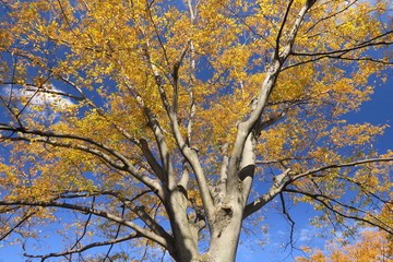 黄葉の欅の大木