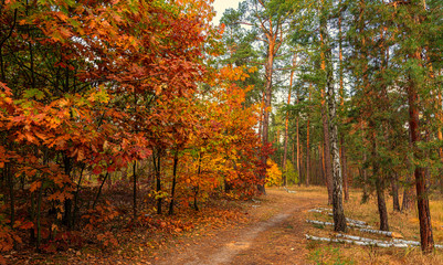 Autumn landscape. Nice sunny day for a nice walk. A beautiful forest decorated with colors of autumn pleases the eye.