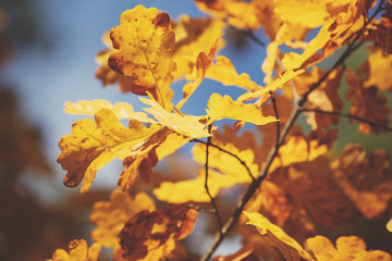 Oak branch with orange leaves in the forest in autumn. Nature background