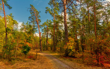 Autumn landscape. Nice sunny day for a nice walk. A beautiful forest decorated with colors of autumn pleases the eye.