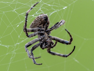 Araneus ventricosus orb weaver on its web 5