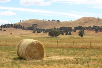 golden brown hay bails on the farm landscape