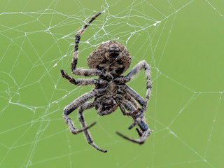 Araneus ventricosus orb weaver on its web 6