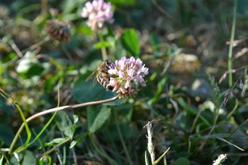 bee on a flower