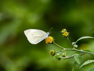 garden white butterfly drinking nectar on flower 3