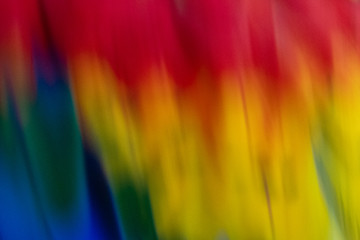 Obraz premium arara multi colorida em close com lindas penas 