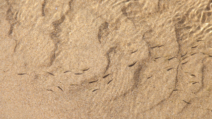 Small Sea Fishes in a Shallow Water