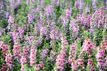 Blooming pink Angelonia flower field or Little turtle flower