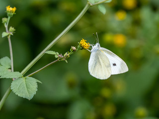 garden white butterfly drinking nectar on flower 7