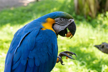arara multi colorida em close com lindas penas 