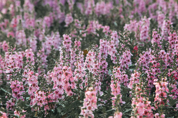 Obraz premium Blooming pink Angelonia flower field or Little turtle flower