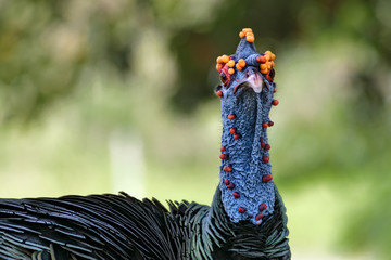Close-up on an wild turkey (ocellated turkey, Meleagris ocellata) at Tikal archaeological site, Guatemala.