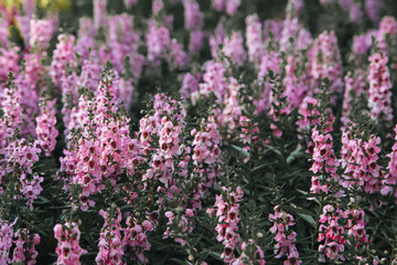 Blooming pink Angelonia flower field or Little turtle flower