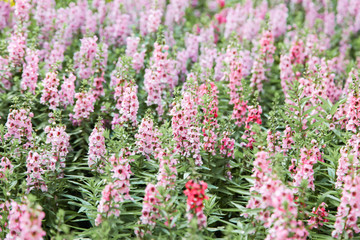 Obraz premium Blooming pink Angelonia flower field or Little turtle flower
