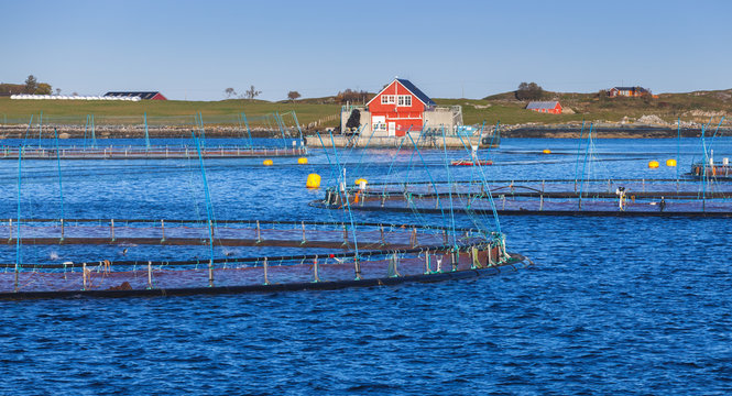 Fish farm for production of salmon in natural environment