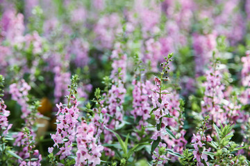 Blooming pink Angelonia flower field or Little turtle flower