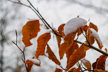 First snow on the beech tree branch with orange leaves
