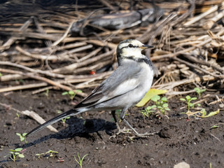 Japanese white wagtail in old rice field 16
