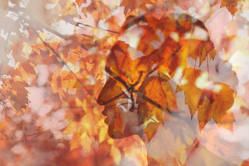 Autumn season concept. Head silhouette of a beautiful young woman on a background of autumn leaves.