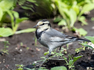 Japanese white wagtail in old rice field 18