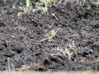 oriental greenfinch in plowed Japanese field 6