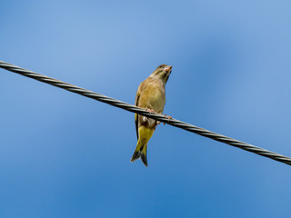oriental greenfinch on a farm utility line 3