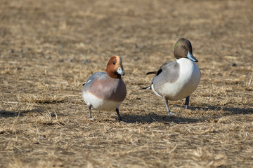 御宝田遊水地 オナガガモ