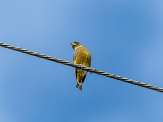 oriental greenfinch on a farm utility line 4