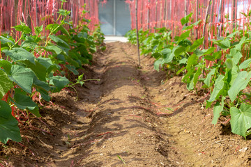 Pumpkins growing in the garden. Leaves flowers pumpkins in the garden. Pumpkin plantation from farmers.