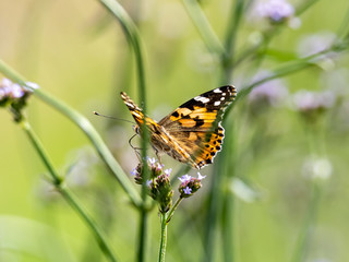 close up Indian fritillary butterfly at rest 3