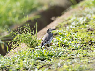 Japanese white wagtail in old rice field 2