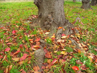 桜の木と落ち葉風景