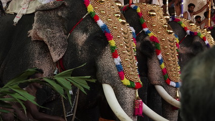 Fototapeta na wymiar Elephant in festival
