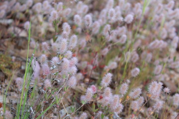 purple wild flowers close up