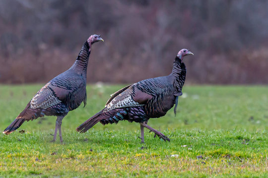 Wild Turkey pair