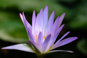 Flowering blue lotus