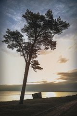 Pines on the coast of the sea at sunset