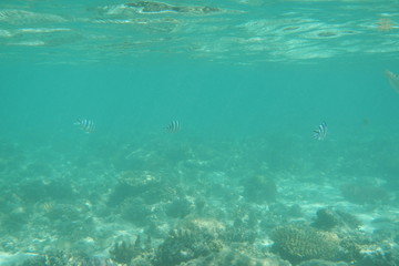 Fototapeta na wymiar Sergeant fish swims in the water of the Pacific Ocean near the Fiji Islands